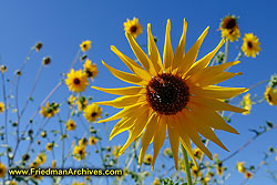 Sunflowers DSC05114 LR5